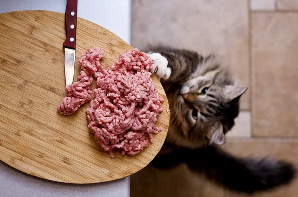 Gato Rouba Recheio Carne Mesa Cozinha — Fotografia de Stock