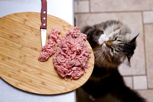 Cat steals forcemeat — Stock Photo, Image