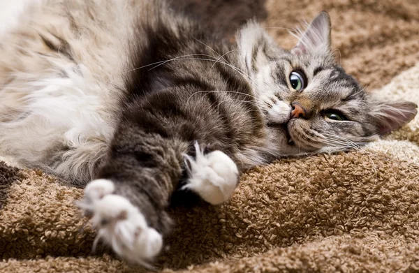 Розслабляючий Великий Кіт Дивані — стокове фото