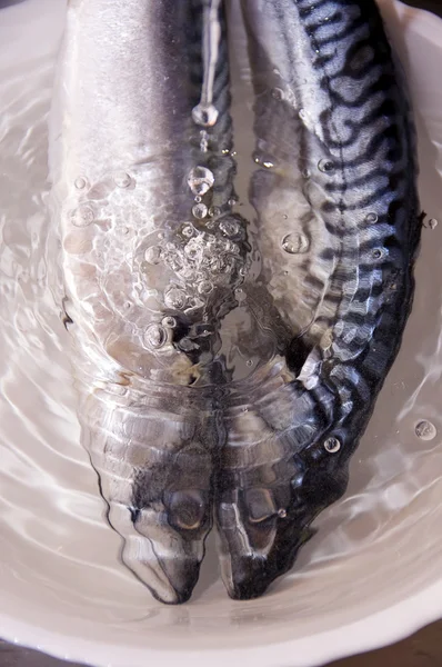 Pod Proudem Vody Bílé Desce Dva Makrela — Stock fotografie
