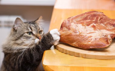 Cat steals piece of meat from the kitchen table clipart