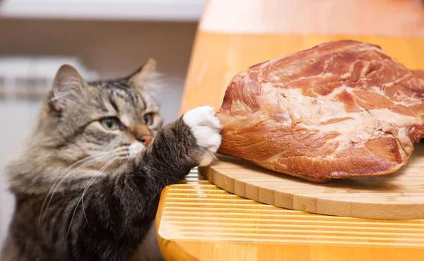 Γάτα κλέβει κομμάτι κρέατος από το τραπέζι της κουζίνας — Φωτογραφία Αρχείου