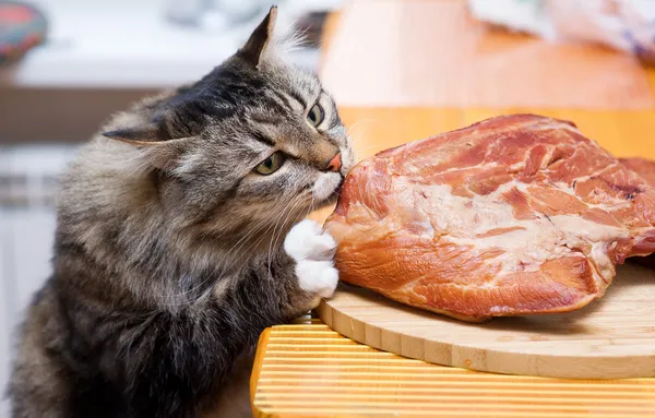 बिल्ली रसोई मेज से मांस का टुकड़ा खा रही है — स्टॉक फ़ोटो, इमेज