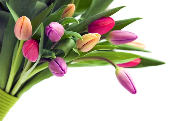 Los tulipanes aislados en blanco — Foto de Stock