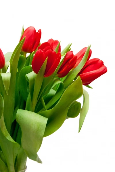 Tulipány, izolované na bílém — Stock fotografie