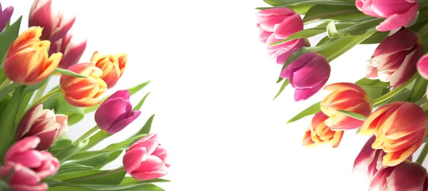 Тюльпаны изолированы на белом Стоковое Фото