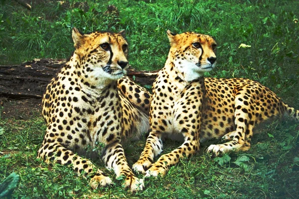 Гепарды на грассе — стоковое фото