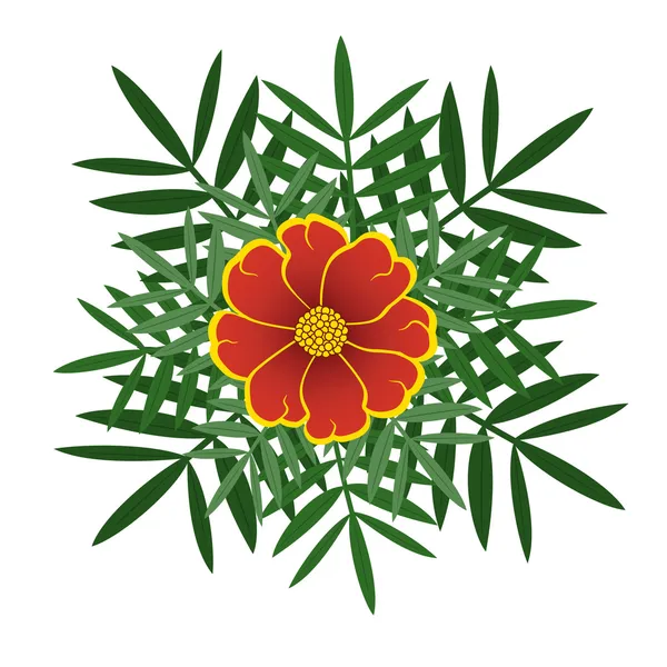 Blomma marigold — Stock vektor