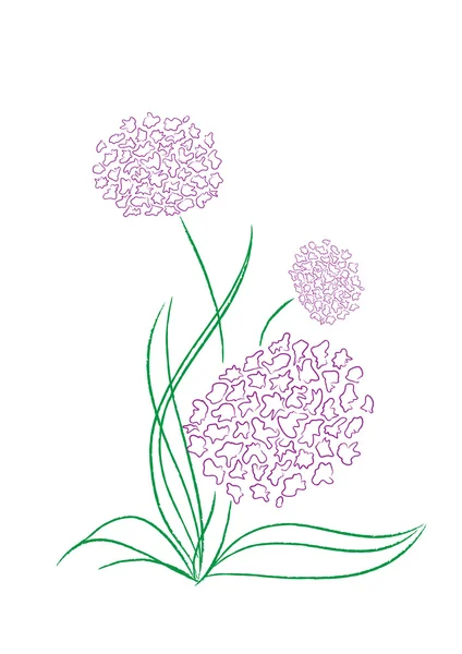 stock vector Flowering shallot