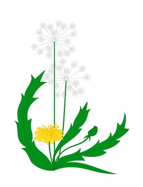 Vector dandelion clipart