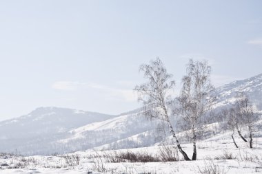 birches sabah sis ve kar dağlar