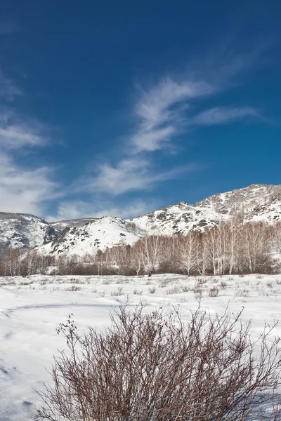 Stock image Winter landscape with mountains and a bush in the foreground