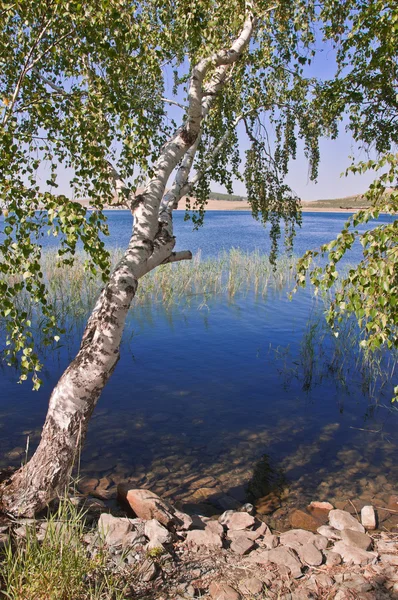 Καλοκαιρινό τοπίο με ένα σημύδα στην ακτή της λίμνης μπλε — Φωτογραφία Αρχείου