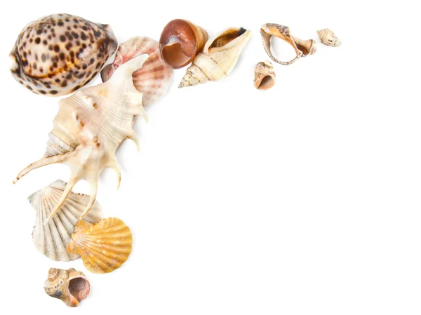 Mořské mušle pozadí — Stock fotografie