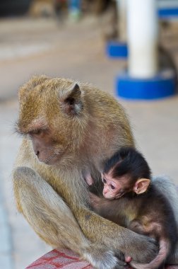 Anne ile küçük maymun