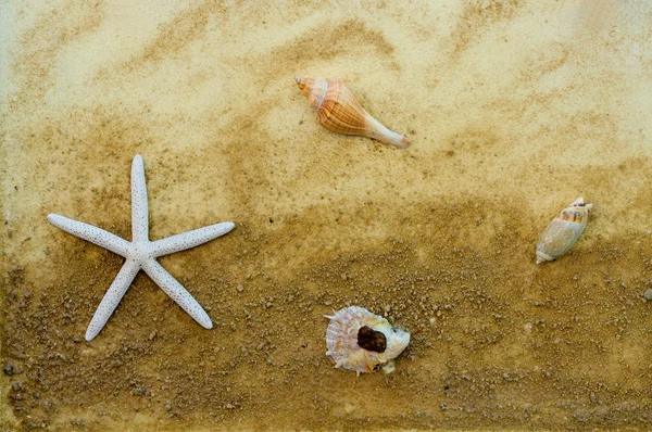 Peixe-estrela e moluscos — Fotografia de Stock