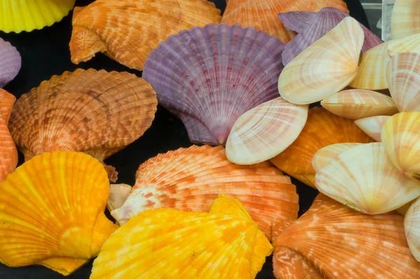 Pecten nobilis reeve, färg skaldjur — Stockfoto