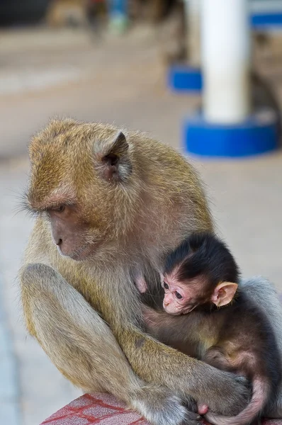 Pequeño mono con madre — Foto de Stock