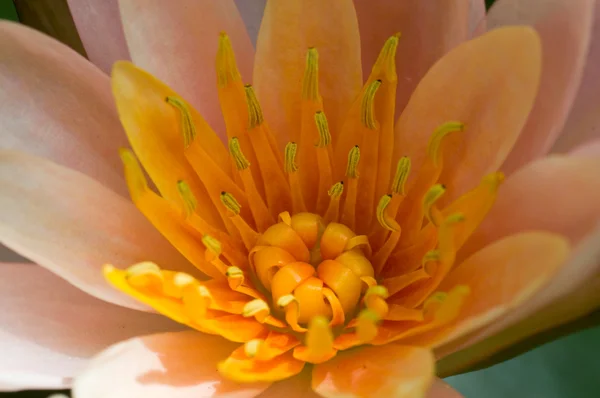 Oranje lotus — Stockfoto