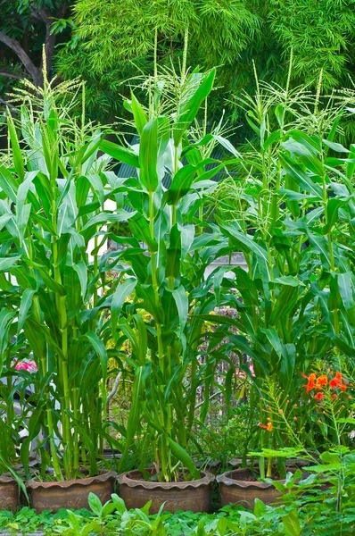 Planta de milho — Fotografia de Stock