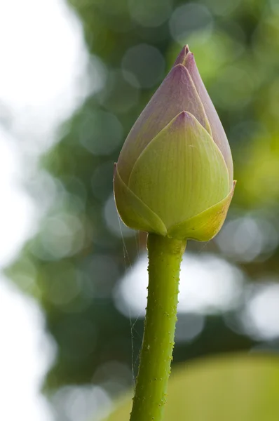 Thajské lotus — Stock fotografie