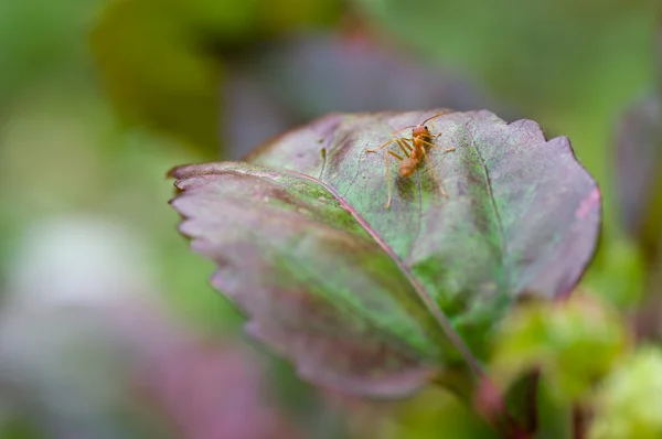 Mravenec na zeleném listu — Stock fotografie