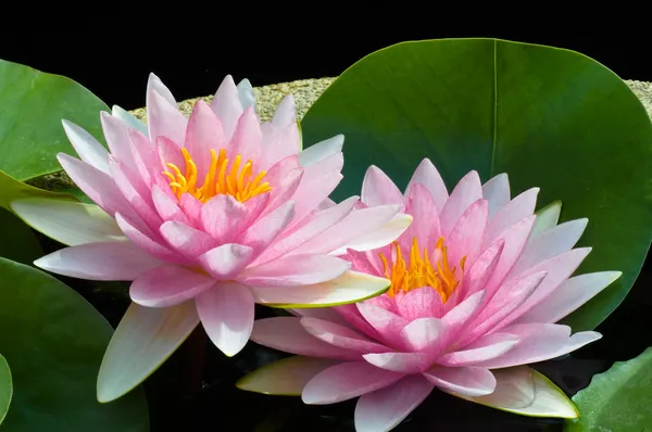 Roze lotus Stockfoto
