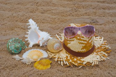 schaaldieren op het strand