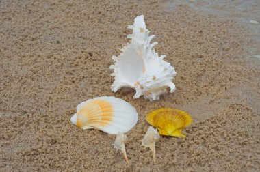 schaaldieren op het strand