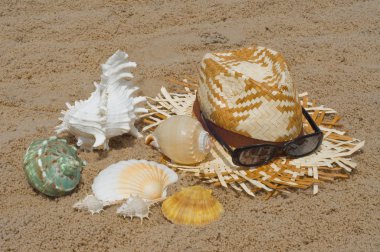 schaaldieren op het strand