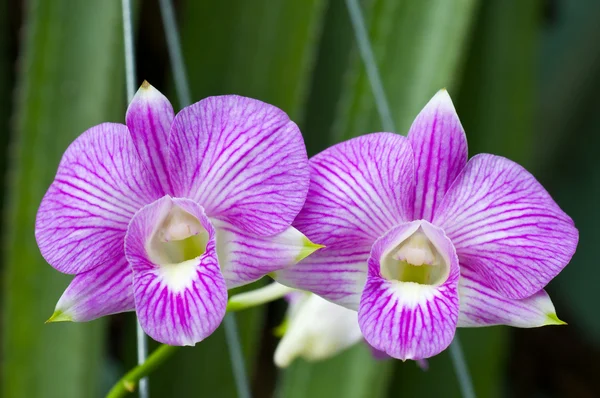 Purpurowa orchidea — Zdjęcie stockowe