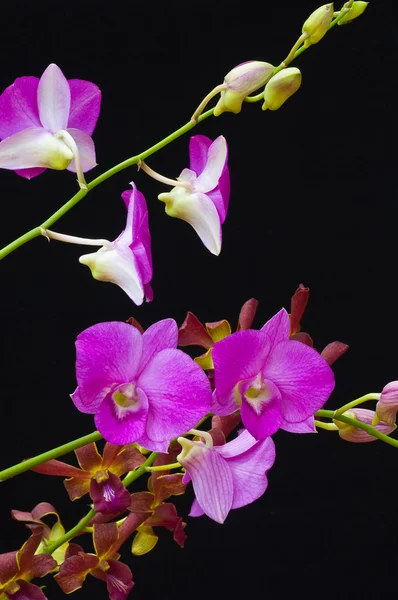 Paarse orchid — Stockfoto