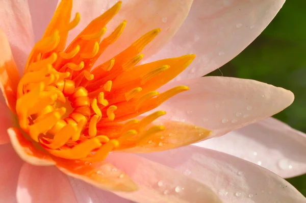 Oranžový lotus — Stock fotografie