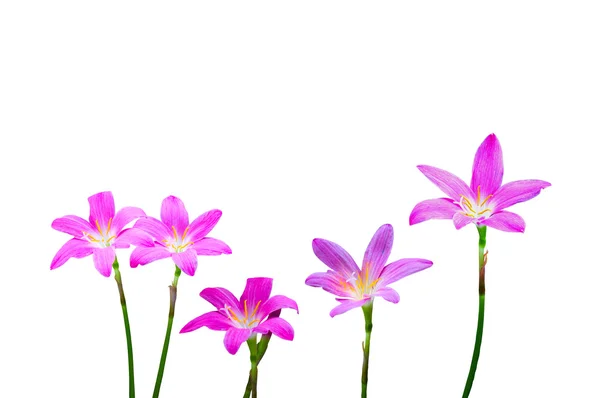 Тайська цибуля квітка на білому тлі — стокове фото