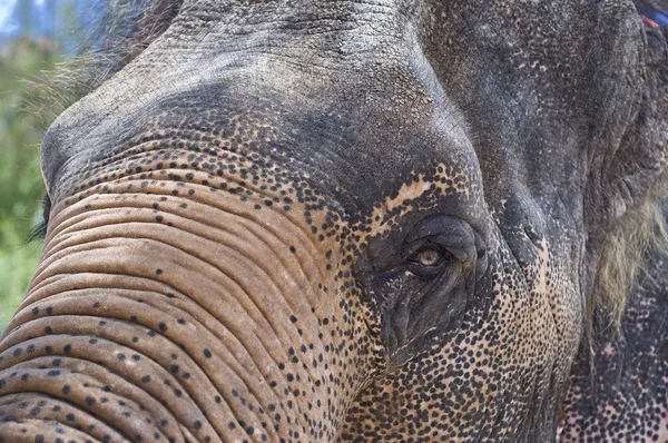 Thai elephant — Stock Photo, Image