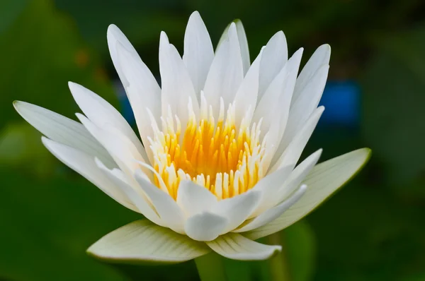 Witte lotus — Stockfoto