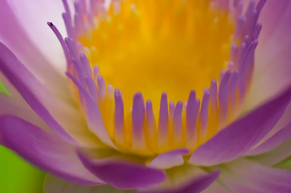 Purple lotus — Stock fotografie