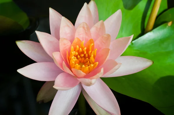 Orange lotus — Stock Photo, Image
