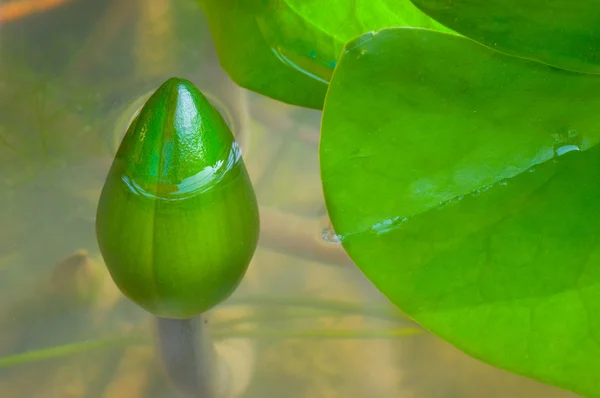 Lotus su altında — Stok fotoğraf