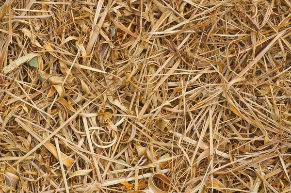 Suchou trávou — Stock fotografie