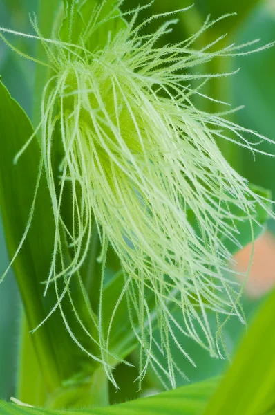 トウモロコシのファーム — ストック写真