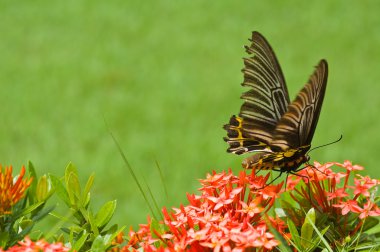 butterflie çiçek üzerinde