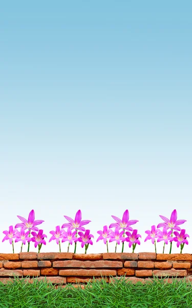 Flor de cebola sob o céu azul — Fotografia de Stock