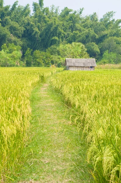 Ρύζι αγρόκτημα — Φωτογραφία Αρχείου