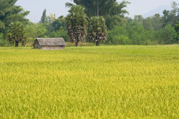 stock image Rice farm