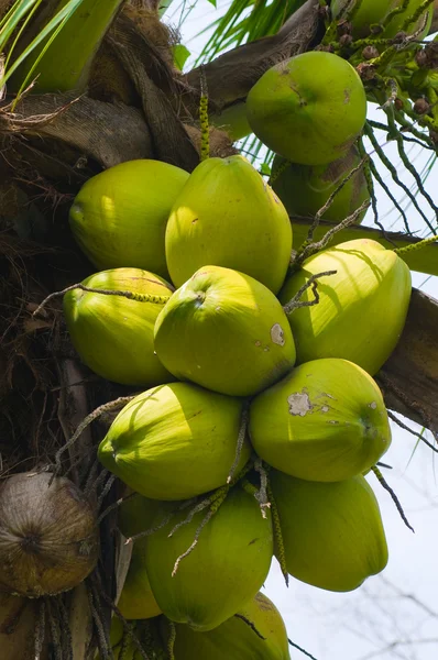 stock image Coconut tree