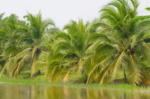 Árbol de coco —  Fotos de Stock
