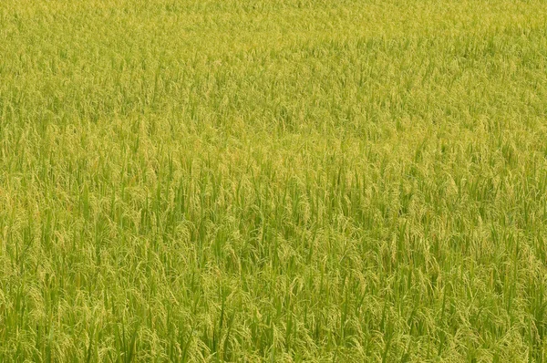 稲作農家 — ストック写真