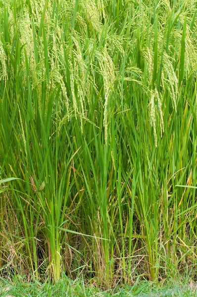 Exploração de arroz — Fotografia de Stock