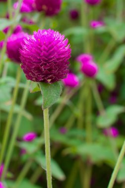 Küre amaranth veya gomphrena globosa